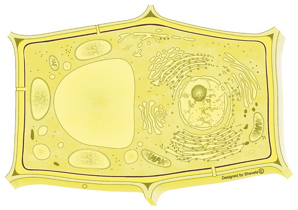 Plasma membrane highlighted