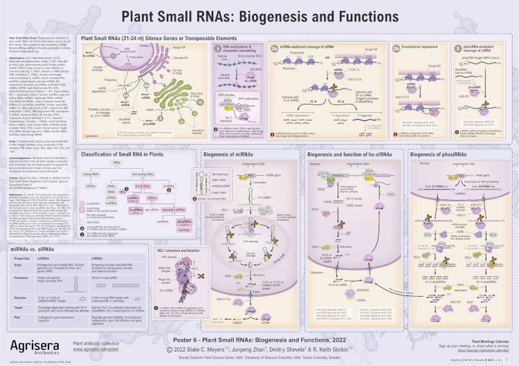 Agrisera Educational Poster 6 - plant small microRNA