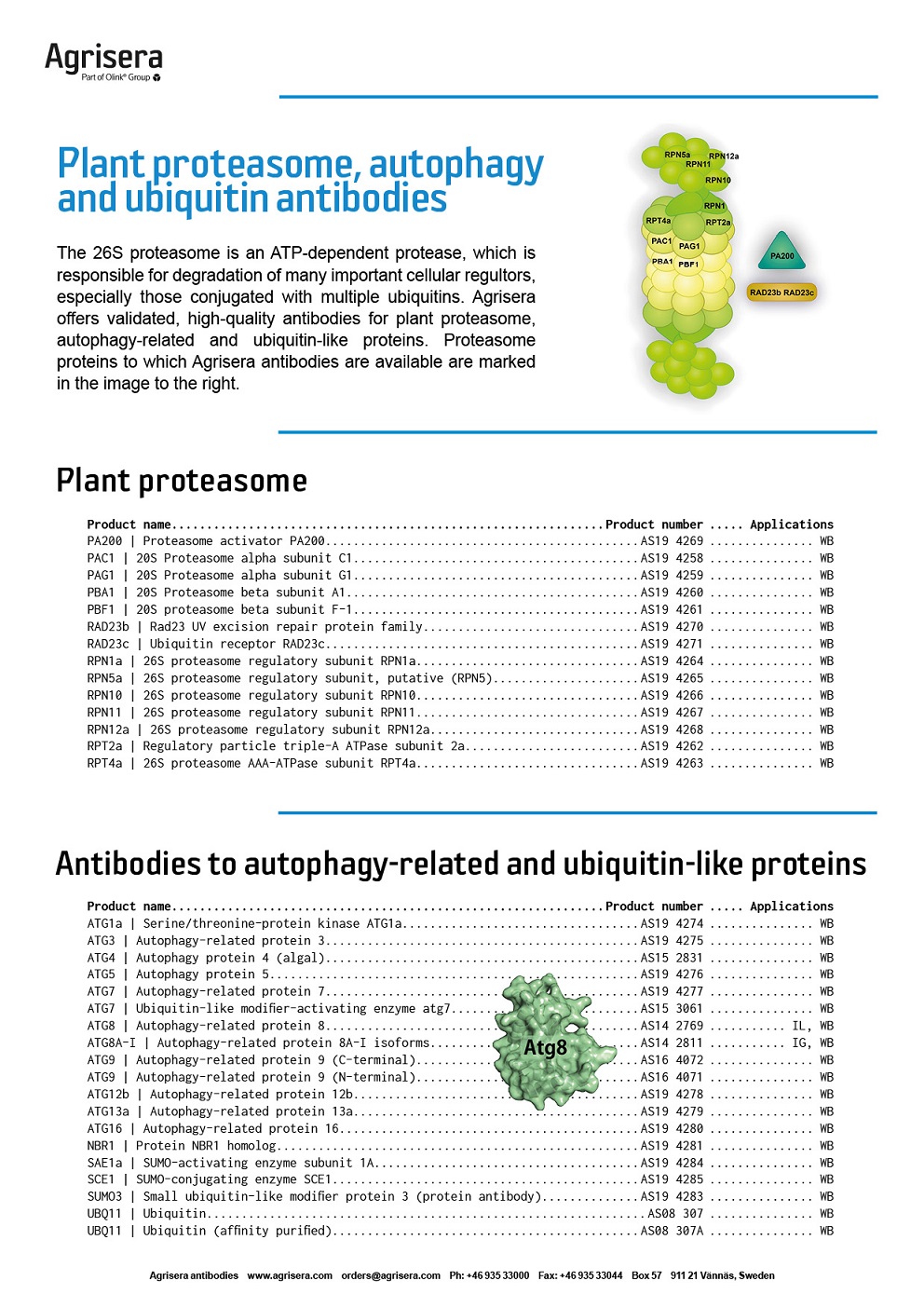 Agrisera proteasome and Ubiquitin antibodies