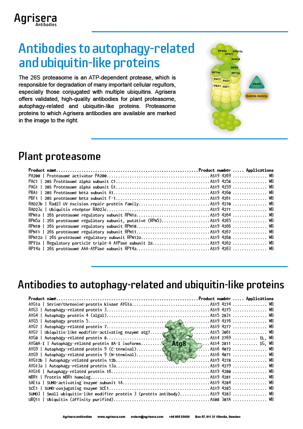 Agrisera proteasome and Ubiquitin antibodies