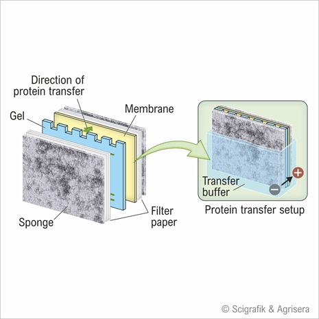 Protein transfer