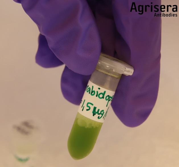 Protein Extraction from Plant Tissues