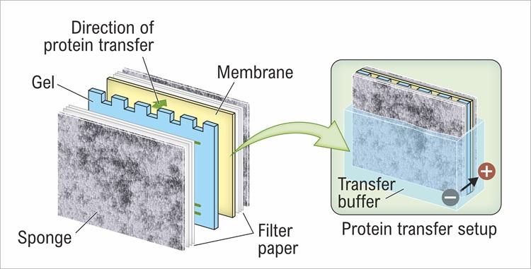 Protein transfer set up in Western blot