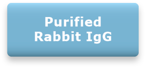 Purified Rabbit IgG