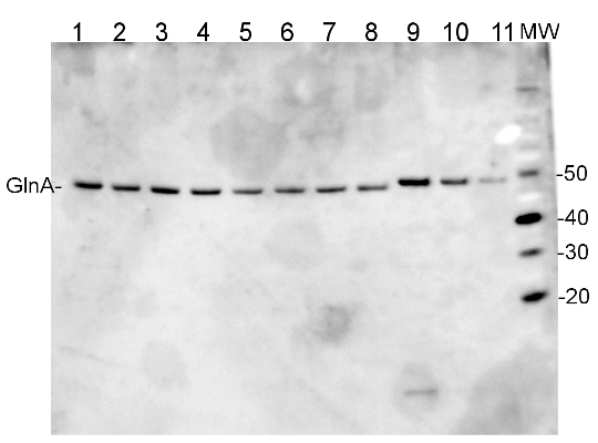 Quantify GlnA enzyme in a wide range of samples