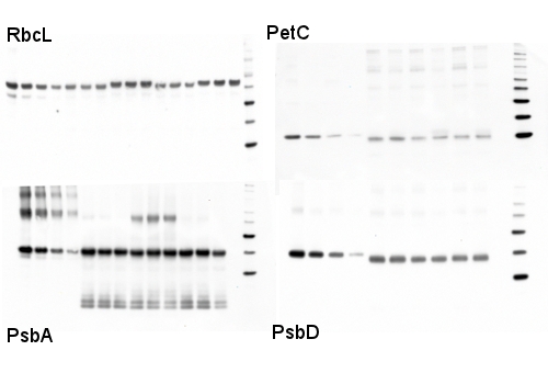 western blot detection of photosynthetic proteins in diatoms