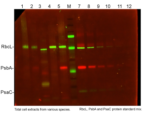 simulatenous western blot detection of RbcL, PsbA and PsaC in various species