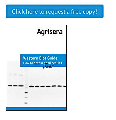Request Agrisera Western Blot Gudie