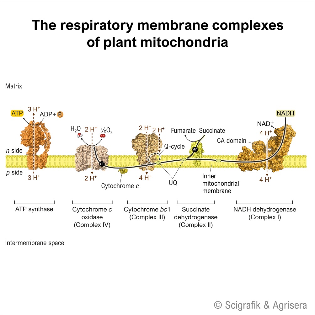 Respiratory membrane