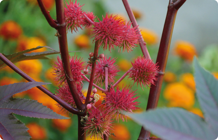 Agrisera antibodies Ricinus communis