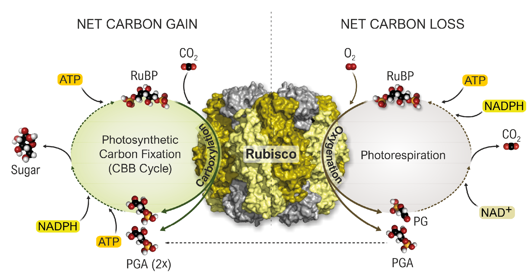 Scheme of Rubisco activation and corresponding antibodies