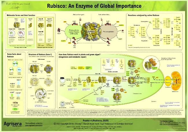 Rubisco Agrisera Educational Poster 4