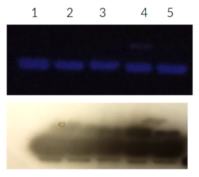 Western blot too high protein load/well