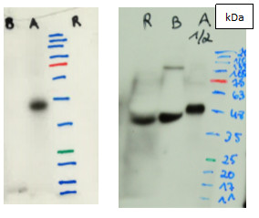 Multispecies antibody detection 