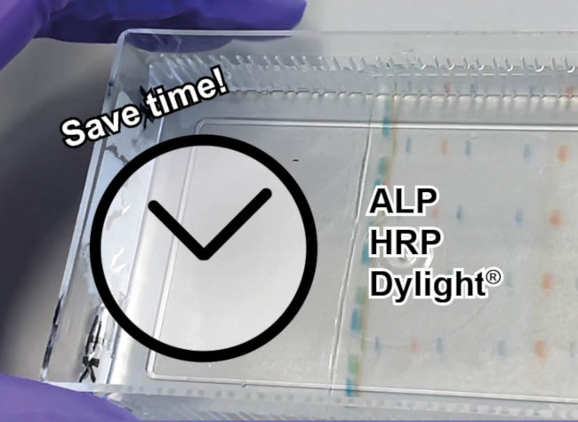 Save time and shorten Western blot protocol