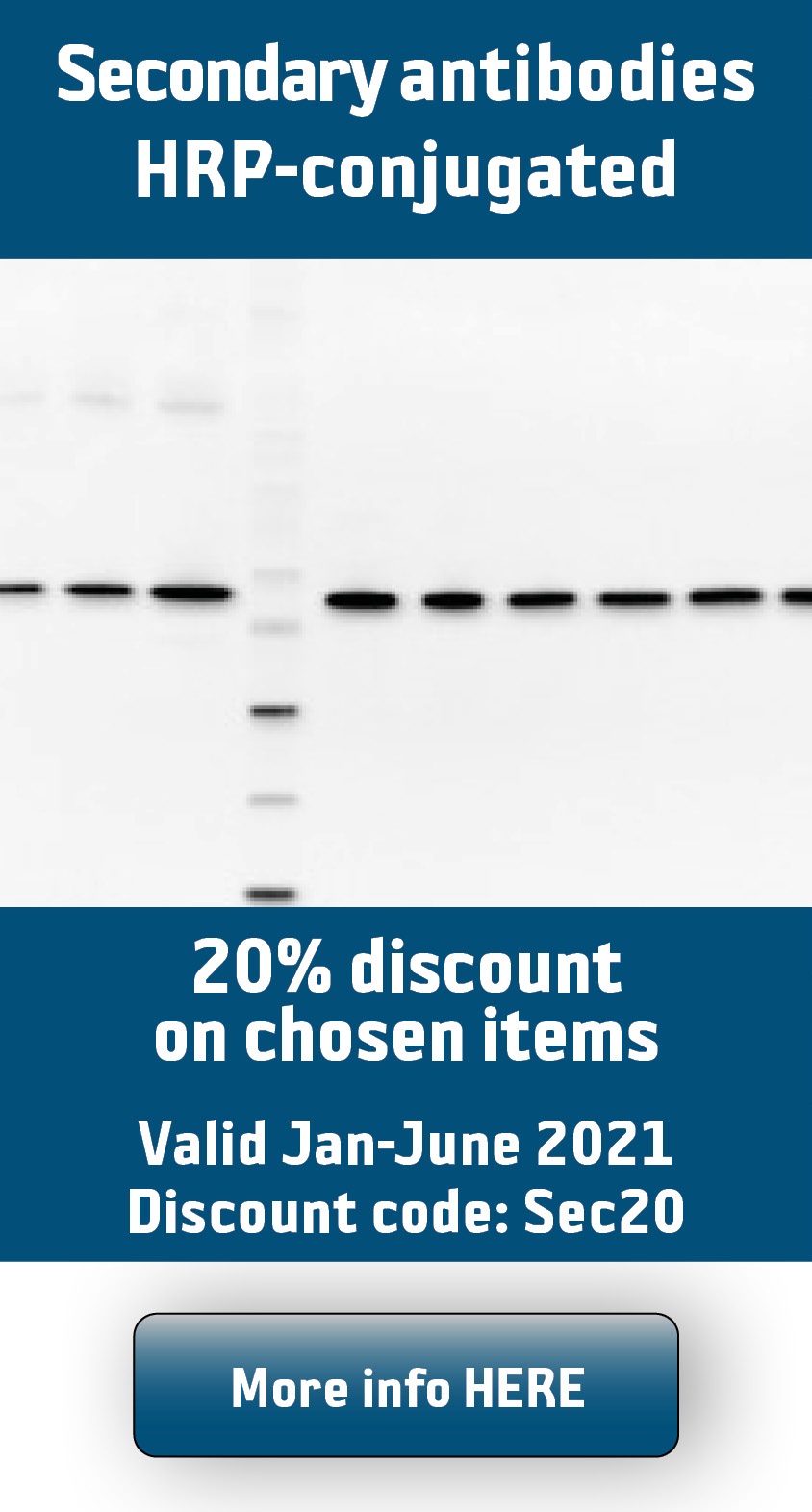 antibodies are produced by quizlet