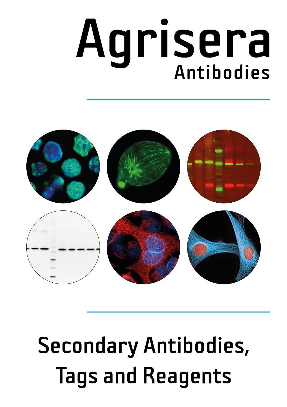 Agrisera secondary antibodies, tags and reagents