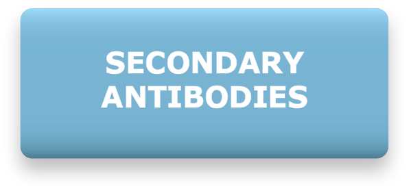 Secondary antibodies