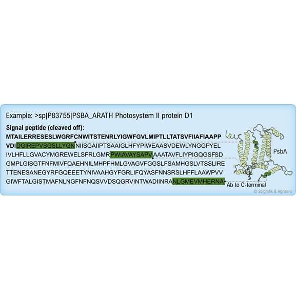 Protein sequence, bg