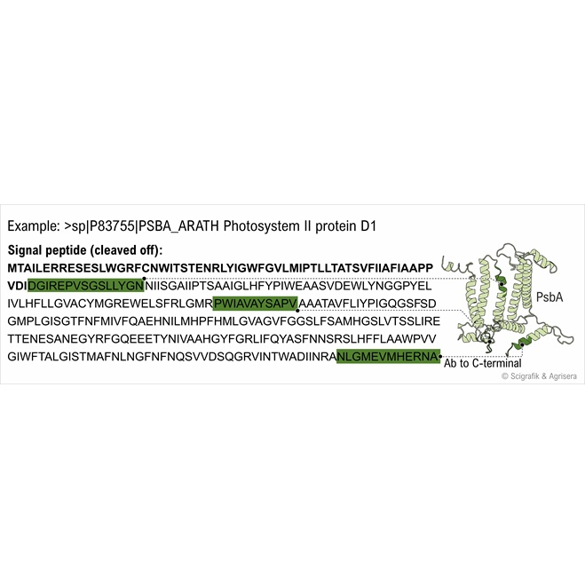 Protein sequence, no bg