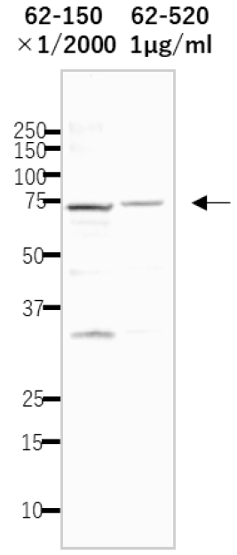 Detection of endogenous Rfa1 protein in whole cell extract of S.cerevisiae.