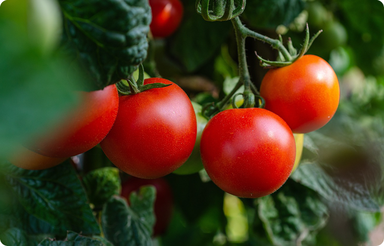 Agrisera antibodies Solanum lycopersicum