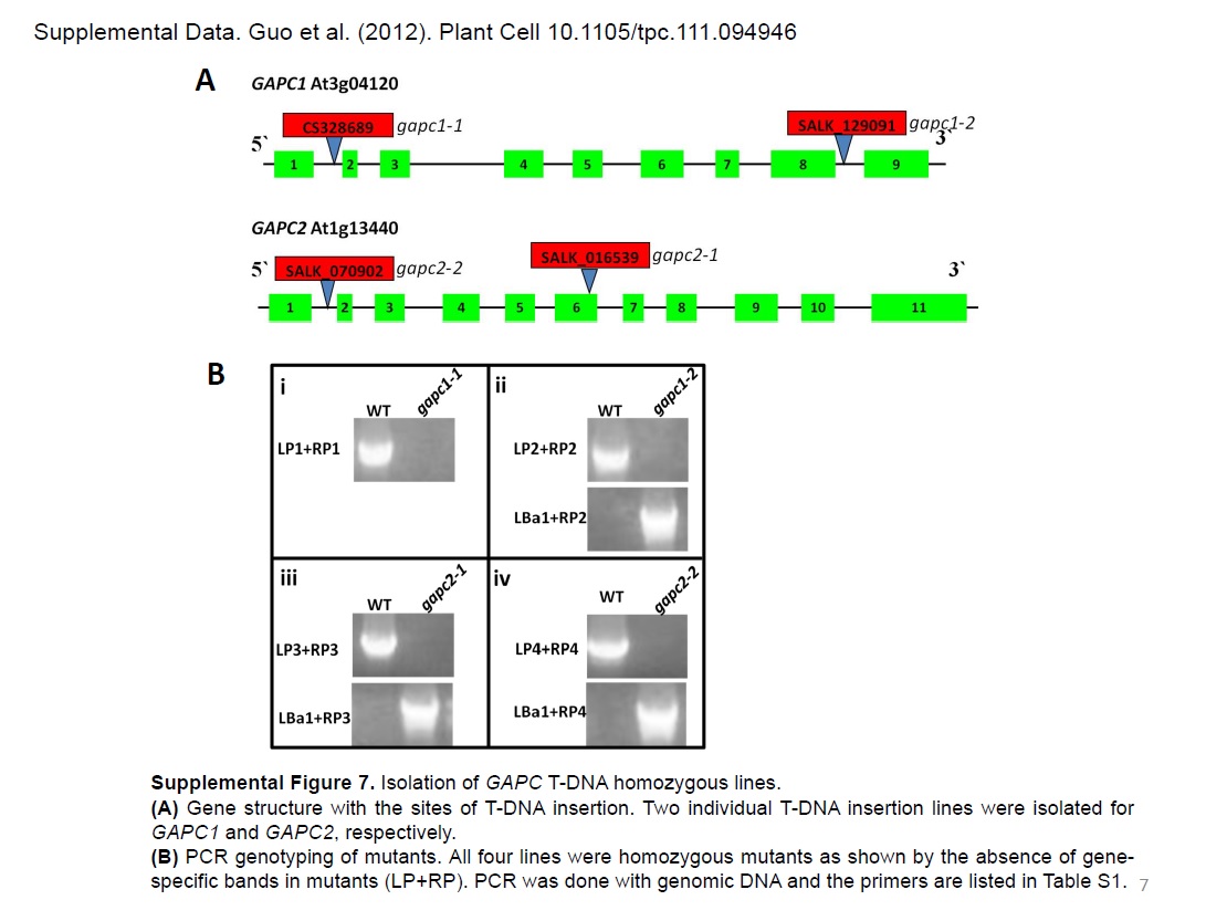 Mutants used for application example