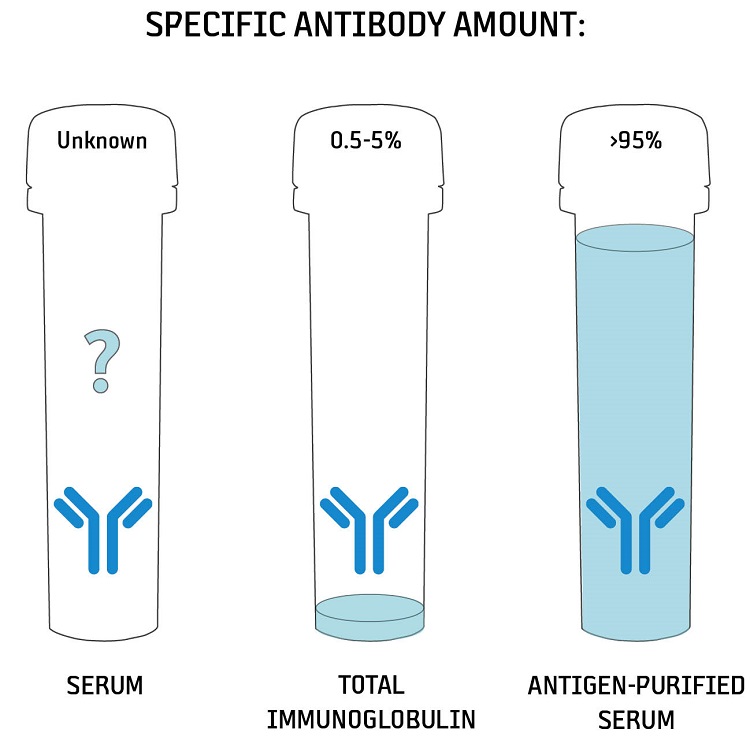 How much of specific antibody can be found in serum?