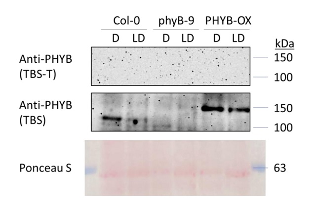 TBS or TBS-T buffers for antibody incubation, how can they change the outcome?