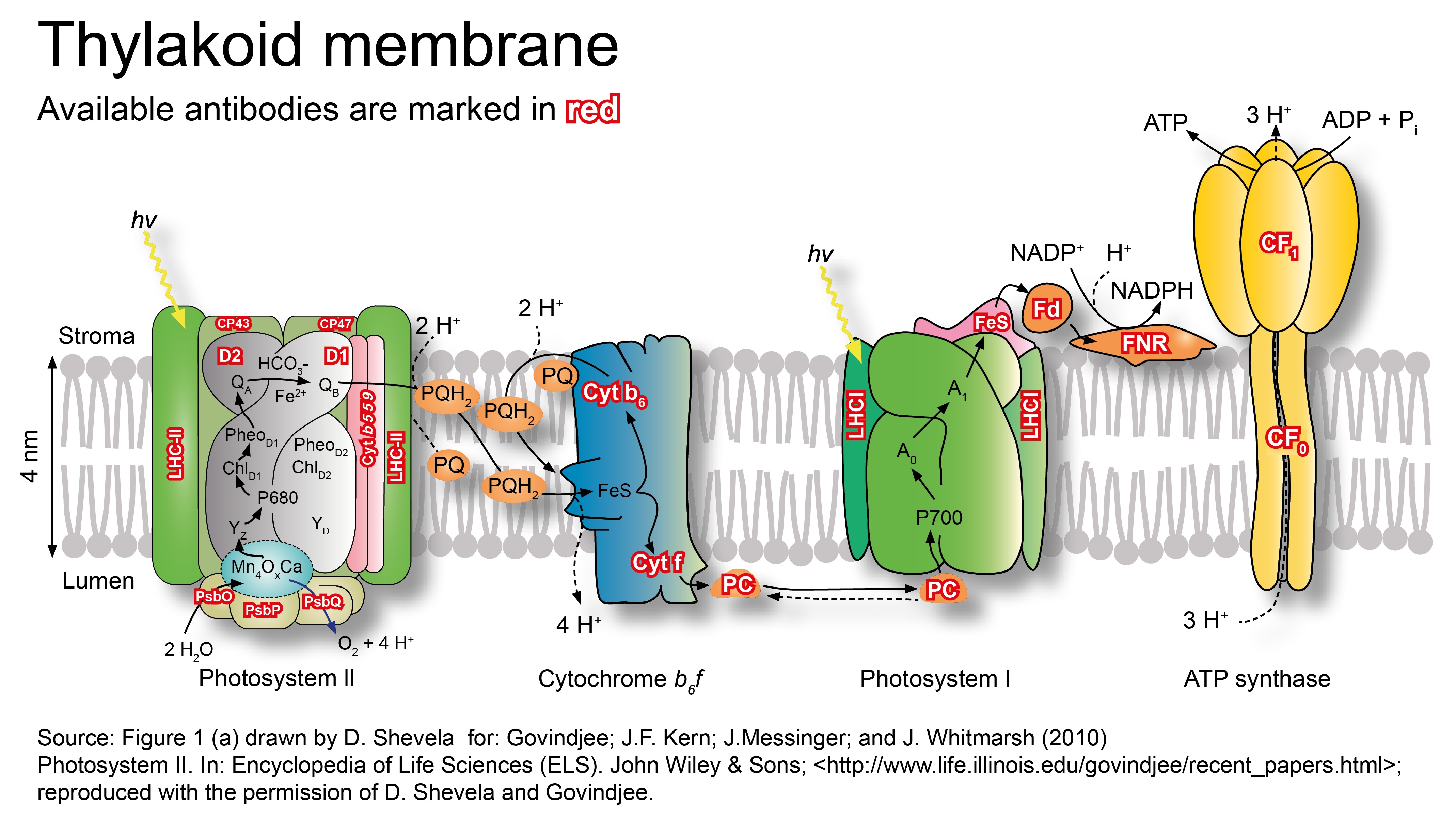 Thylakoid membrane