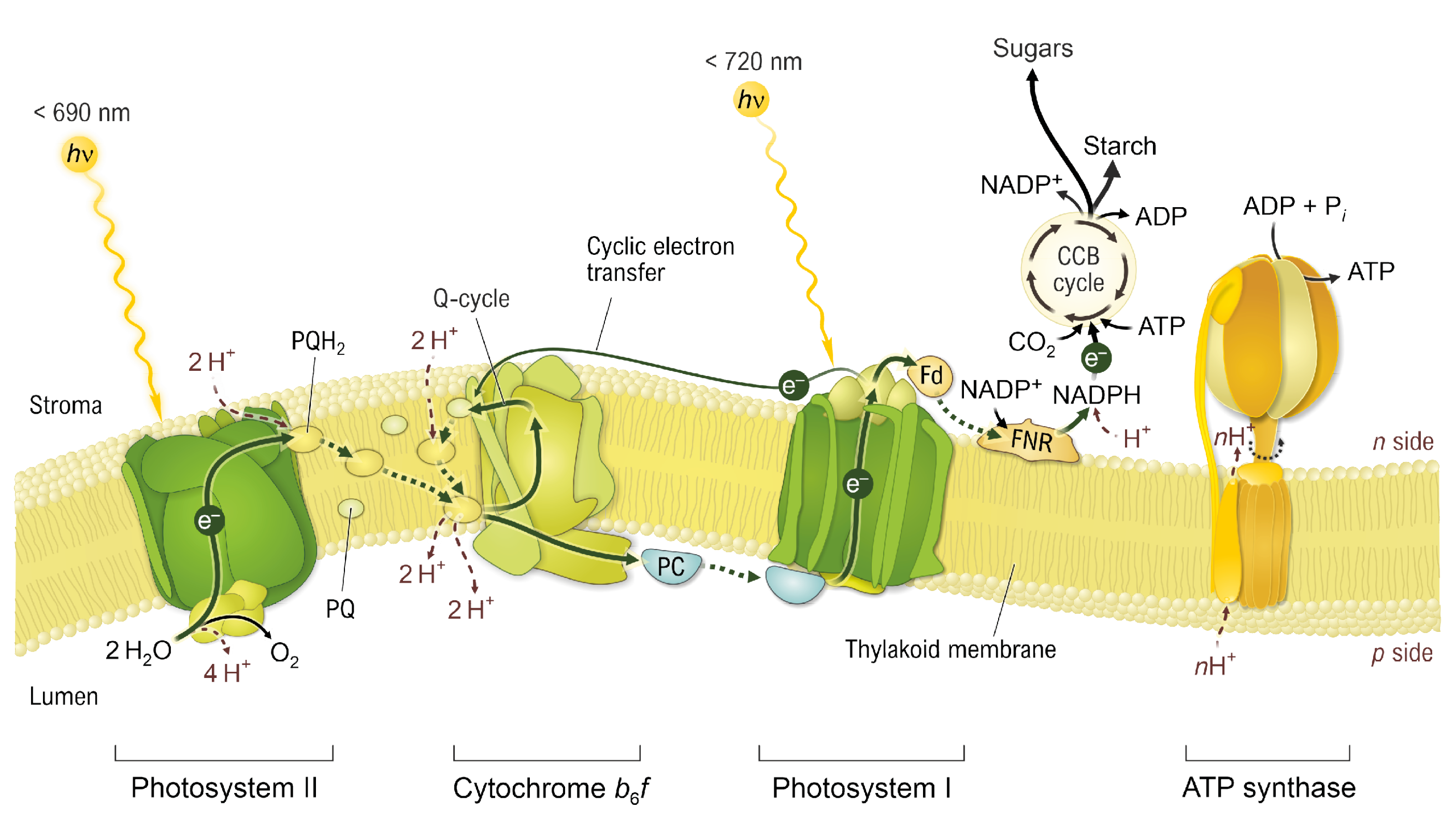 Atp Synthase In Photosynthesis