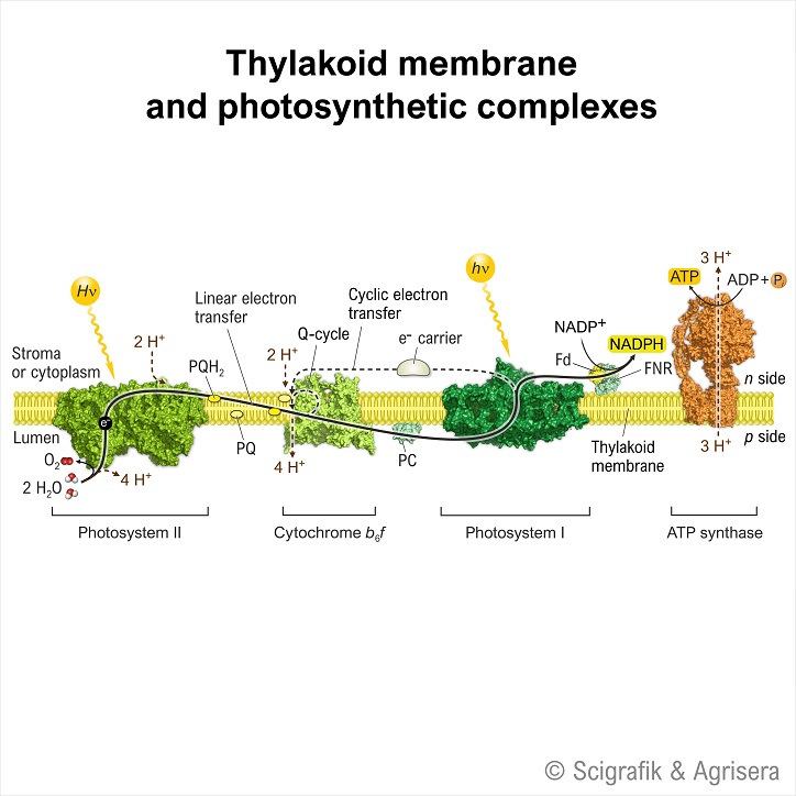 Thylakoid membrane