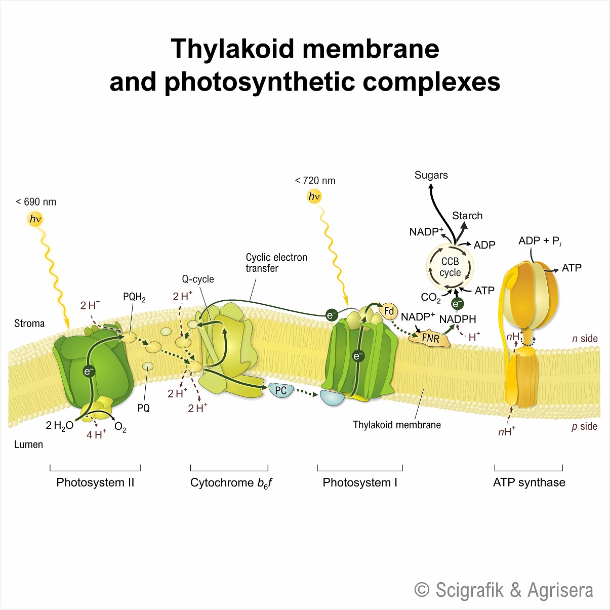 Thylakoid membrane