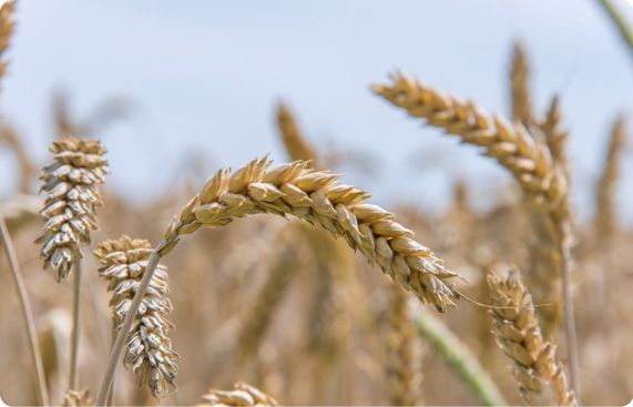 Agrisera antibodies Triticum sp.