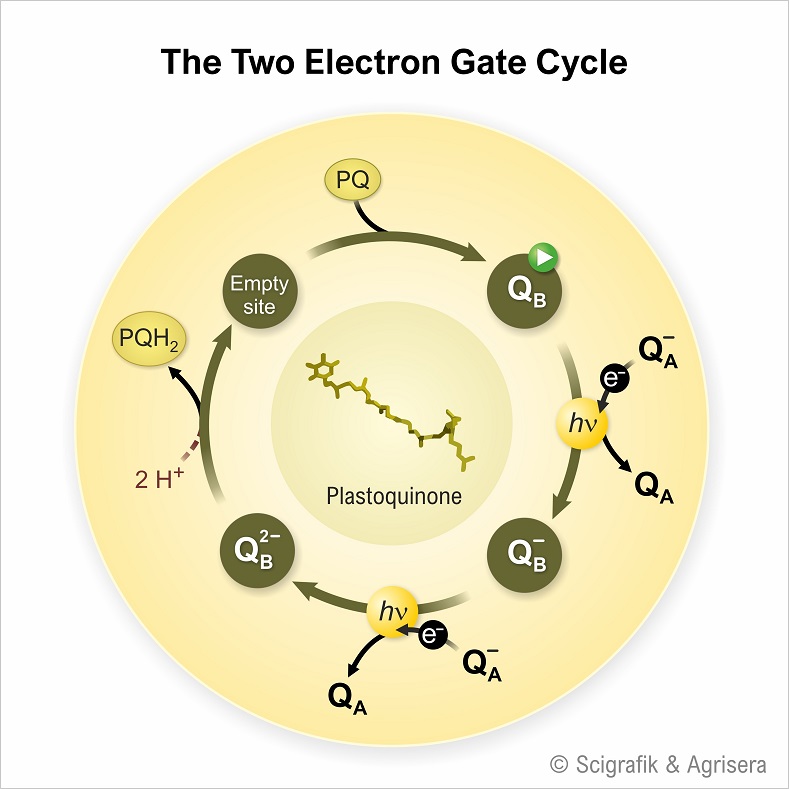 Two electron gate cycle