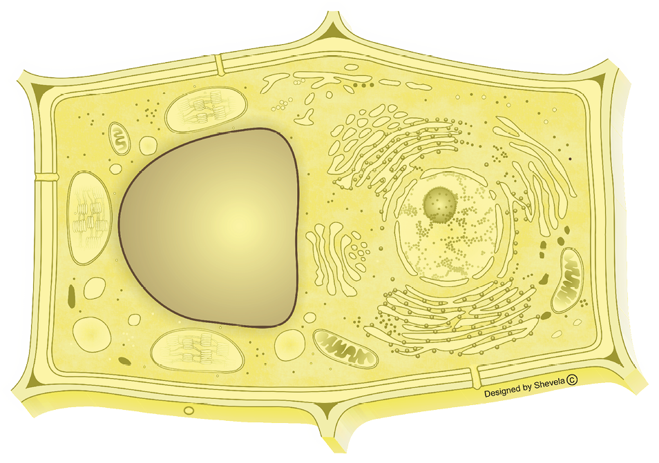 Vacuolar system highlighted