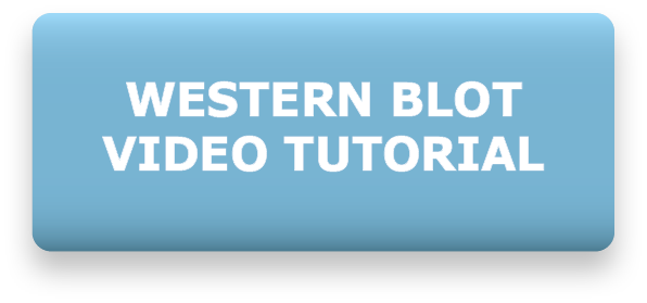 Western blot video tutorial