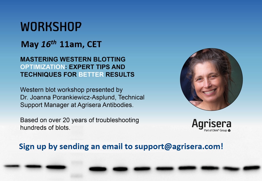 Agrisera online Wstern blot workshop 