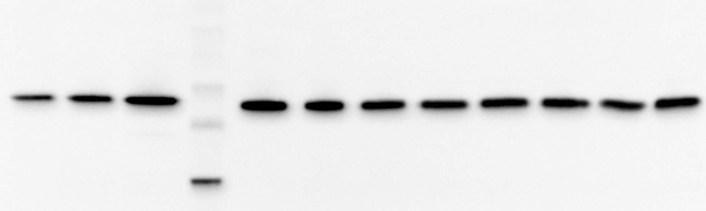 Agrisera online Western blot workshop