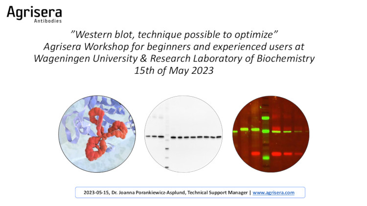 Western blot technique possible to optmize Wageningen University