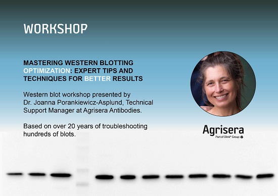 Western blot workshop on demand