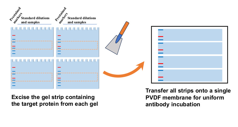 Multistrip Western blot method