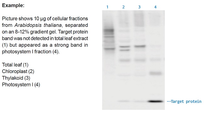 Advantages of fractionation