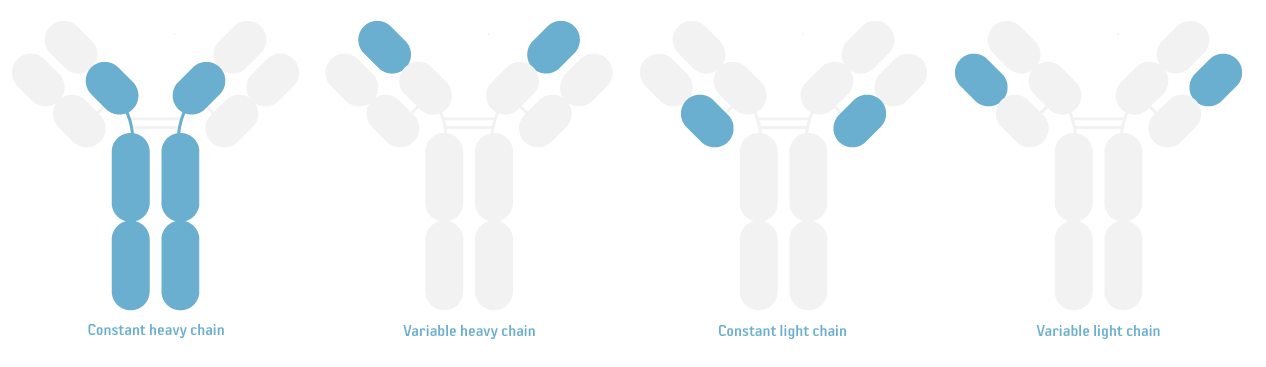 Antibody chains