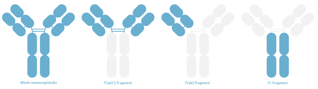 Antibody fragments
