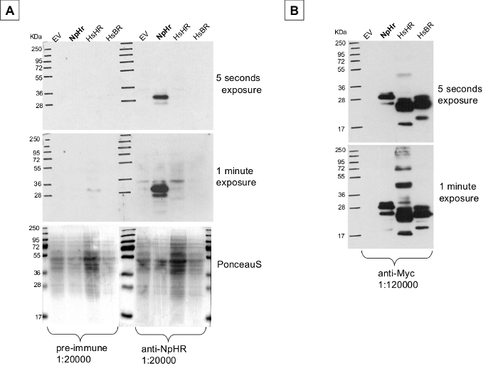 western blot using anti-NpHR antibodies