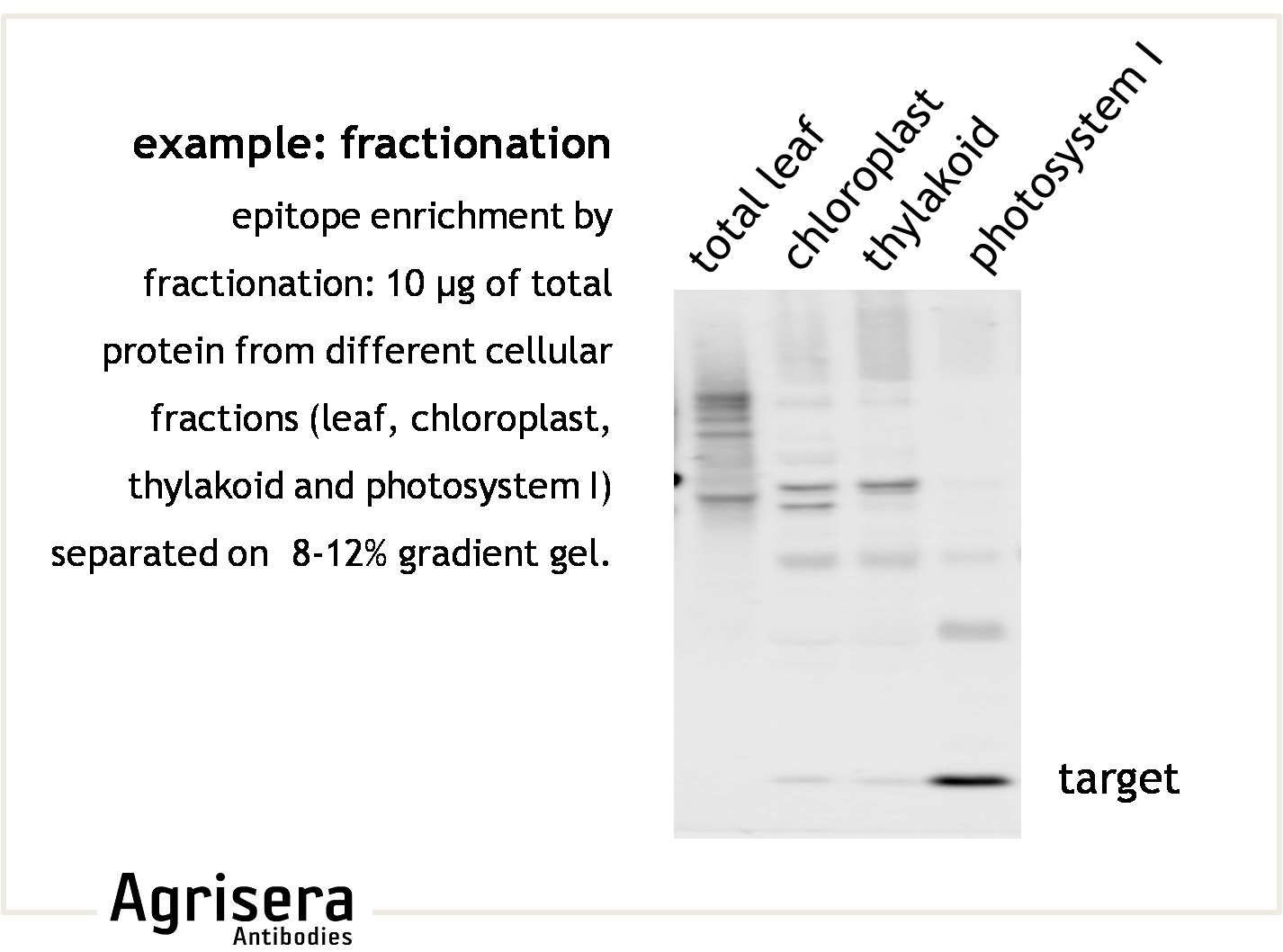 what gives protein fractionation