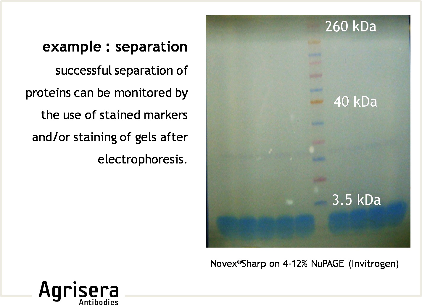 protein separation on a gel