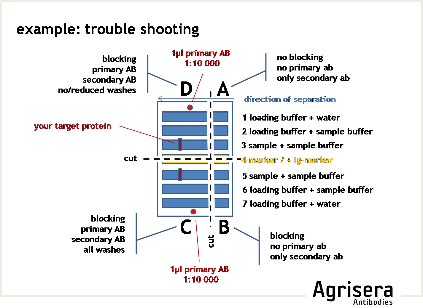 western blot trouble shooting scheme