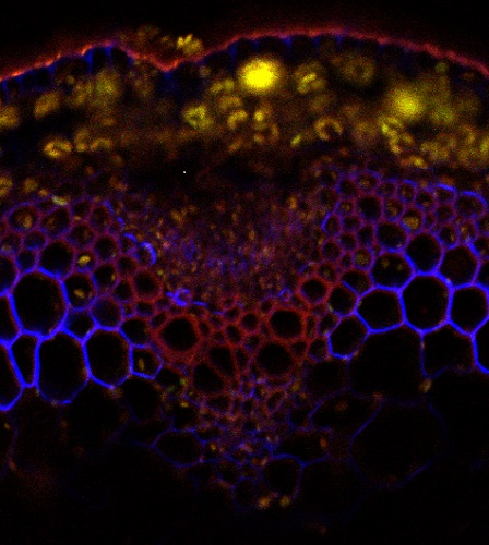 Immunofluorescence anti-Rhamnogalacturonan-I / anti-Arabinogalactan antibody| (CCRC-M7) 